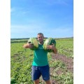 Талісман F1 насіння кавуна типу Кр.Св. раннього 65 днів. 10-12 кг окр. (Nunhems)