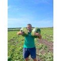 Талісман F1 насіння кавуна типу Кр.Св. раннього 65 днів. 10-12 кг окр. (Nunhems)