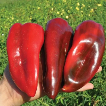 Капелло F1 семян перца сладкого (Clause)