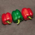 Катан F1 (KS 04 F1) семян перца сладкого (Kitano Seeds)