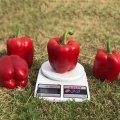 Катан F1 (KS 04 F1) семян перца сладкого (Kitano Seeds)