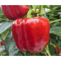 Катан F1 (KS 04 F1) семян перца сладкого (Kitano Seeds)