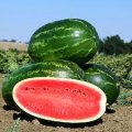 Фарао F1 семян арбуза среднего (Syngenta)