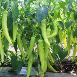 КС 65 F1 насіння гіркого перцю (Kitano Seeds)