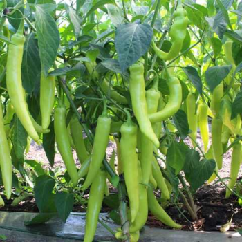 КС 65 F1 насіння гіркого перцю (Kitano Seeds)