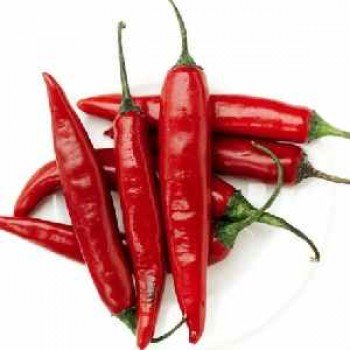 КС 488 F1 семена горького перца (Kitano Seeds)