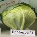 Профессор F1 (Профессор F1) семена капусты белокочанной (Syngenta)