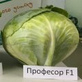 Професор F1 (Професор F1) насіння капусти білокачанної (Syngenta)