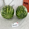 Макарена F1 (CRX 10507) семена арбуза тип кр.св. раннего 60 дн. 9-12 кг окр. (Cora Seeds)