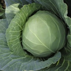 Сунта F1 насіння капусти білокачанної (Takii Seeds)