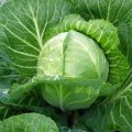 Сунта F1 насіння капусти білокачанної (Takii Seeds)
