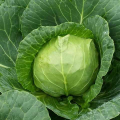 Чирз F1 семена капусты белокочанной (Takii Seeds)