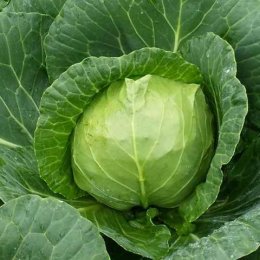 Чірз F1 насіння капусти білокачанної (Takii Seeds)