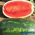 Астрахан F1 семян арбуза среднего (Syngenta)