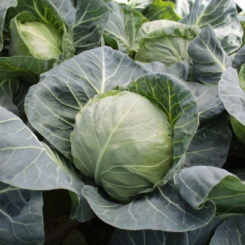 Камати F1 (КС 15 F1) семена капусты белокочанной (Kitano Seeds)