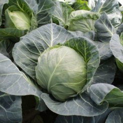 Коматі F1 (KS 15 F1) — насіння білоголової капусти Kitano Seeds