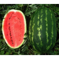 Карнаката F1 (Карнак F1) семян арбуза среднего (United Genetics)