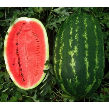 Карнаката F1 (Карнак F1) семян арбуза среднего (United Genetics)