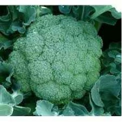 Вольта F1 насіння капусти броколі (Takii Seeds)