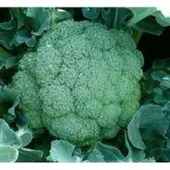Вольта F1 семена капусты брокколи (Takii Seeds)