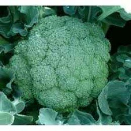 Вольта F1 насіння капусти броколі (Takii Seeds)