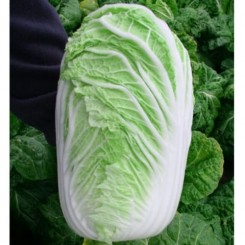 Зіна F1 насіння капусти пекінської (Kitano Seeds)