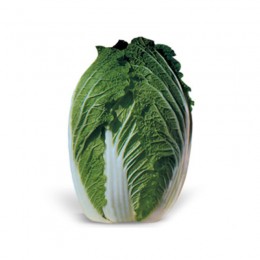 КС 533 F1 семена капусты пекинской (Kitano Seeds)