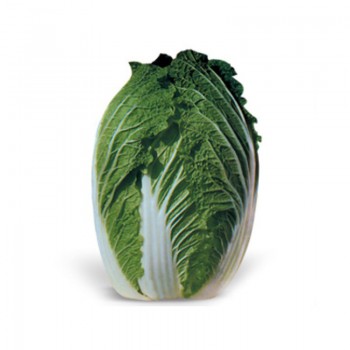 КС 533 F1 насіння капусти пекінської (Kitano Seeds)