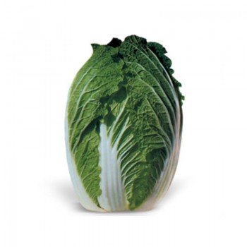 КС 533 F1 семена капусты пекинской (Kitano Seeds)