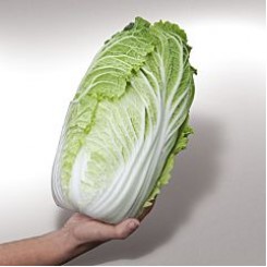 КС 399 F1 насіння капусти пекінської (Kitano Seeds)