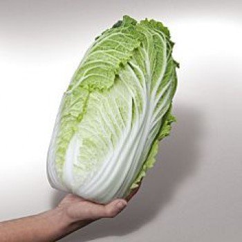 КС 399 F1 семена капусты пекинской (Kitano Seeds)