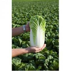 КС 934 F1 насіння капусти пекінської (Kitano Seeds)