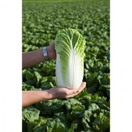 КС 934 F1 семена капусты пекинской (Kitano Seeds)
