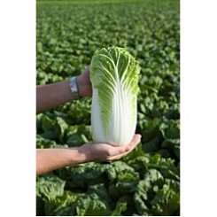 КС 934 F1 насіння капусти пекінської (Kitano Seeds)