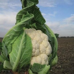 Трайдент F1 насіння капусти цвітної (Clause)