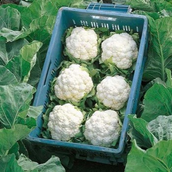 Кердос F1 семена капусты цветной (Seminis)