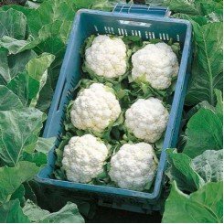 Кердос F1 семена капусты цветной (Seminis)