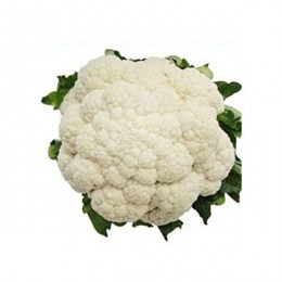 Ванза F1 (KS 35 F1) семена капусты цветной (Kitano Seeds)