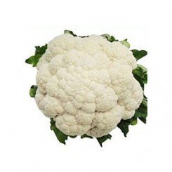 Ванза F1 (KS 35 F1) насіння капусти цвітної (Kitano Seeds)