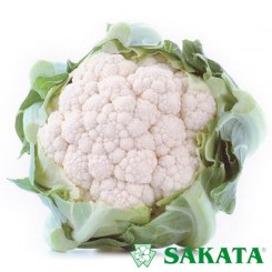 Кашмір F1 насіння капусти цвітної (Sakata)