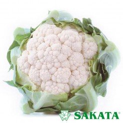 Кашмир F1 семена капусты цветной (Sakata)