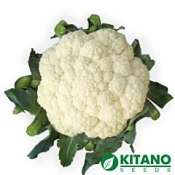 КС 48 F1 семена капусты цветной (Kitano Seeds)