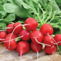 Шахри семена редиса 25-30 дн. (Hazera)