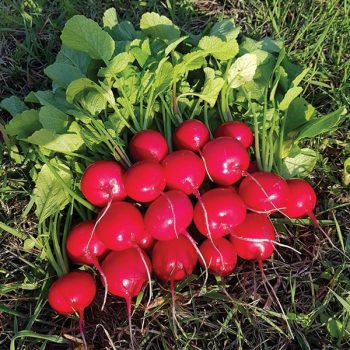 Клария семян редиса (Satimex)