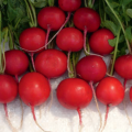 Клария семян редиса (Satimex)