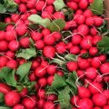 Черрі Белле насіння редису (Hortus)