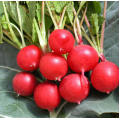 Черрі Белле насіння редису (Hortus)
