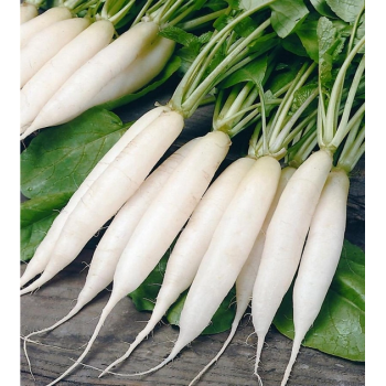 Ледяная сосулька семян редиса (Satimex)