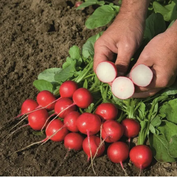 Ровер F1 (2,75-3мм) семена редиса (Bejo)