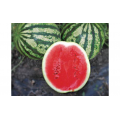Найси F1 (KS 638 F1) семена арбуза раннего (Kitano Seeds)